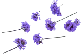 Eetbare bloem verbena 15st